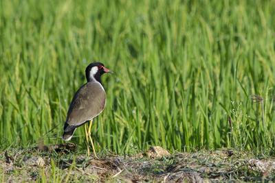 Bird perching on a field