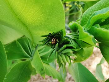 High angle view of insect on leaf