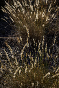 Close-up of grass