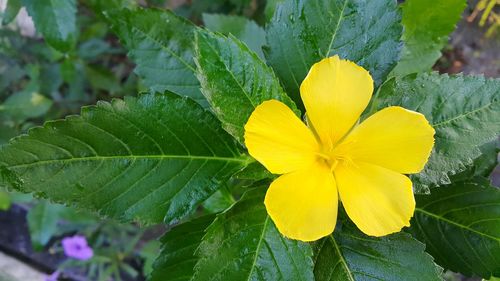 Close-up of yellow frangipani blooming outdoors