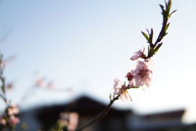 Close-up of cherry blossom against clear sky