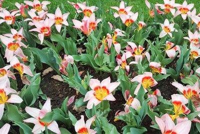 Close-up of flowering plants