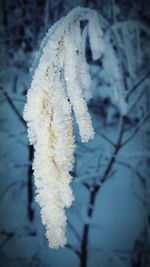 Close-up of frozen tree