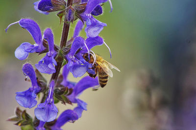 Close-up of bee pollinating on purple flower