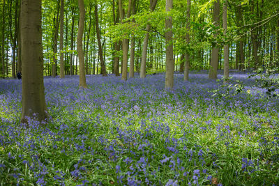 Scenic view of flowering trees on field