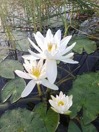 Close-up of white flowers blooming outdoors