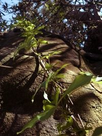 Low angle view of tree