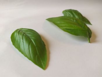 Close-up of fresh green leaves