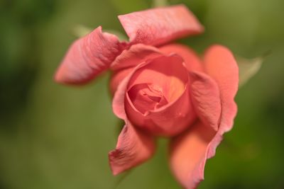 Close-up of red rose blooming outdoors