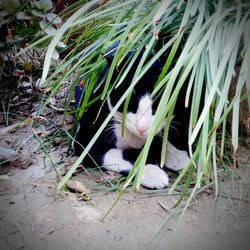 Cat resting on a field