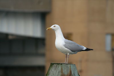 Close-up of seagull perching on wooden post