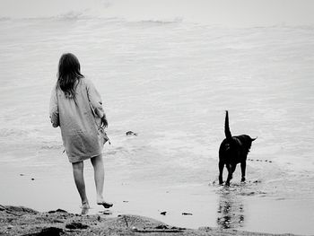 Rear view of a dog running