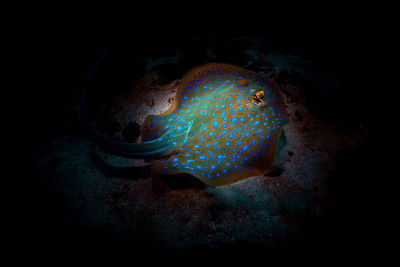 Close-up of fish swimming in sea