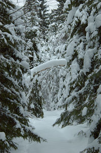 Snow covered trees in forest