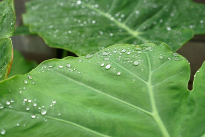 Close-up of raindrops on leaves