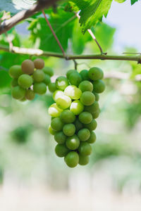 Close-up of grapes growing in vineyard