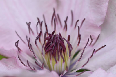 Close-up of pink rose flower