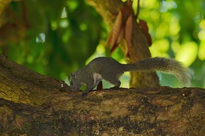 Close-up of squirrel on tree trunk