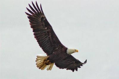 Close-up of over white background