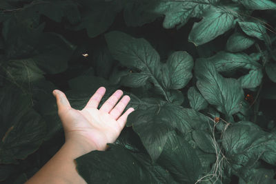 Cropped image of person with leaves