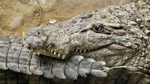 Close-up of crocodile in the sea