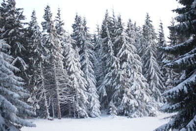 Snow covered pine trees in forest during winter