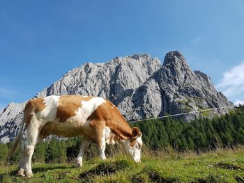 View of cow on mountain against sky