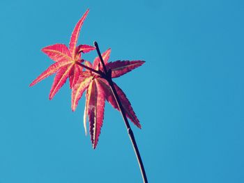 Low angle view of red flower against clear blue sky