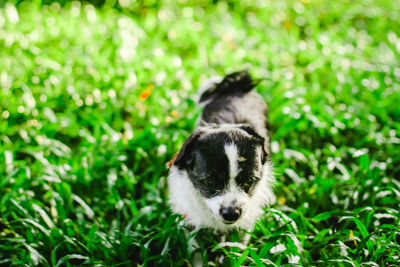 Dog standing on grassy field