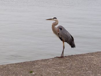 High angle view of gray heron perching on a lake