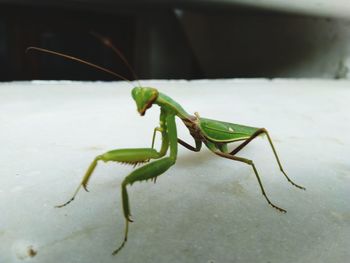 Close-up of insect on leaf