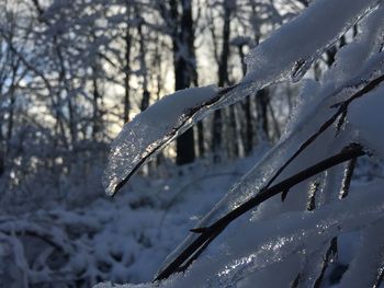 Close-up of icicles on branch against snow covered trees