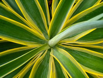 Full frame shot of yellow leaves