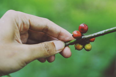 Close-up of hand holding berries