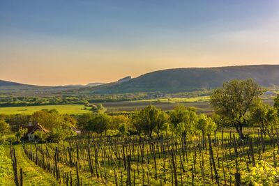 Scenic view of vineyard against sky during sunset