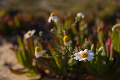 Close-up of flowering plant on field