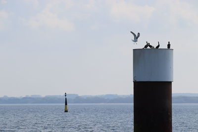 Seagull perching on wooden post in sea against sky