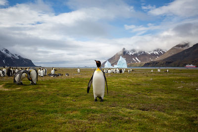 Penguins perching on field against sky