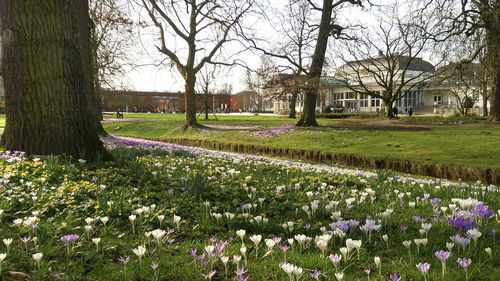 Flowers growing in park