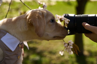 Curious labrador retriever in suit watching into camera lens with blooming tree  in background