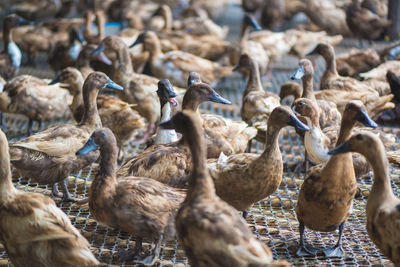 Flock of ducks in lake