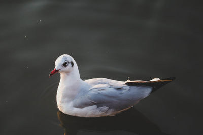 Close-up of seagull on a lake