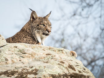 Low angle view of iberian lynx sitting on rock at donana national park