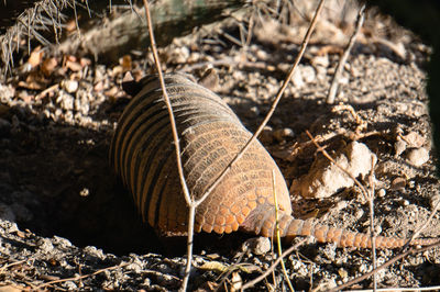 High angle view of an armadillo on field