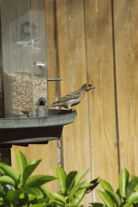 Close-up of bird perching on feeder