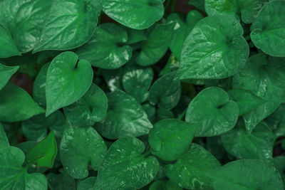 Full frame shot of fresh green leaves