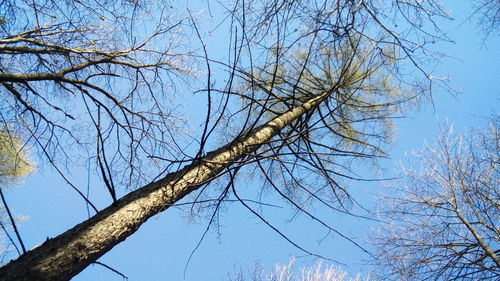 Low angle view of bare tree against clear sky