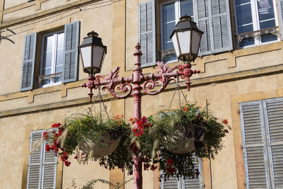 Low angle view of potted plant on street against building