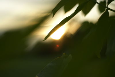 Close-up of plant against blurred background