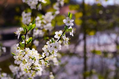 Close-up of white flowering plant